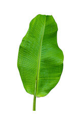 Wall Mural - Banana leaf with raindrop isolated on white background included clipping path