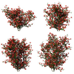 Wall Mural - 3d rendering of Bougainvillea isolated