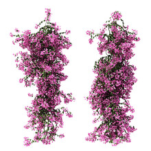 3d Rendering Of Bougainvillea Creeping Isolated