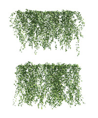 Wall Mural - 3d rendering of  Epipremnum aureum hanging isolated