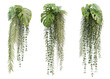 Leinwanddruck Bild - 3d rendering of hanging plant isolated