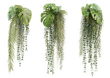 3d Rendering Of Hanging Plant Isolated