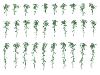 Fototapete - 3d rendering of hanging plant isolated