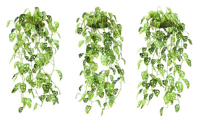 Fototapete - 3d rendering of  Monstera Adansonii hanging isolated