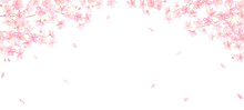 水彩で描く桜と花びらの背景 背景透過PNG