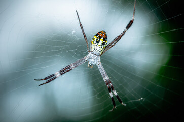 Close up of St Andrew`s Cross Spider on web, Natural background, Selective focus, macro photos, Thailand.