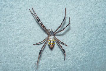 Close up of St Andrew`s Cross Spider on cement wall, Selective focus, macro photos, Thailand.