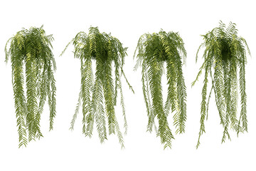 Fototapete - 3d rendering of hanging fern tree isolated