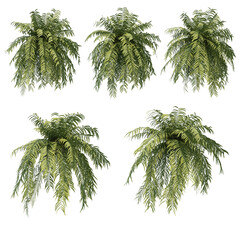 Fototapete - 3d rendering of hanging fern tree isolated