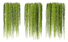 3d Rendering Of Hanging Fern Tree Isolated