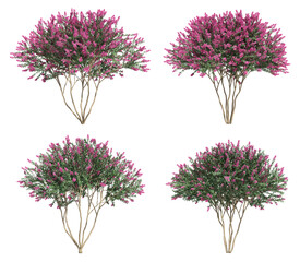 Fototapete - 3d rendering of Crepe myrtle tree isolated