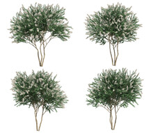 3d Rendering Of Crepe Myrtle Tree Isolated