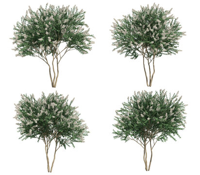 3d rendering of Crepe myrtle tree isolated