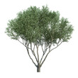 3d rendering of Fruitless Olive tree isolated