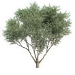 3d rendering of Fruitless Olive tree isolated
