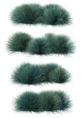 Fototapete - 3d rendering of Blue Festuca Grass isolated