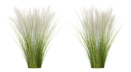 Fototapete - 3d rendering of mexican feather isolated