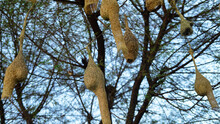 King Of Nest Construction. Baya Weaver Or Ploceus Philippinus Hanging On It's New Completed Nest.
