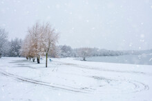 White Big Tree In Park In Winter. White Snow Landscape.