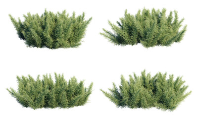 Fototapete - 3d rendering of Asparagus aethiopicus Sprengeri isolated