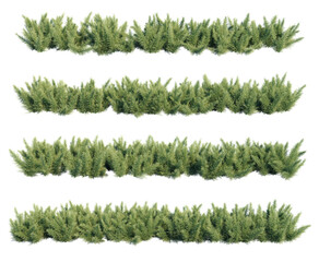 Fototapete - 3d rendering of Asparagus aethiopicus Sprengeri isolated