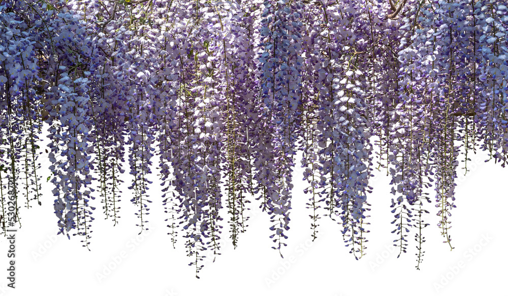 Wisteria flowers branch Stock Photo | Adobe Stock