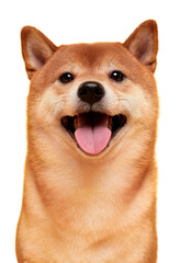 Japanese smiling Shiba Inu dog. Red-haired Japanese dog portrait. Cryptocurrency