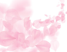 Sakura Petal Flying Png Overlay On Transparent Background. Pink Flower Petals Wave Illustration. 3D Romantic Valentines Day Spring Tender Light Backdrop. Overlay Tenderness Romance Design