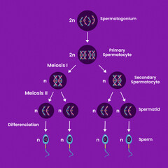 Structure of Spermatogenesis and cell division. human reproductive system. Medical infographic design. vector illustration.