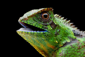 Wall Mural - gonocephalus kuhlii lizard closeup head on isolated background, closeup head of gonocephalus kuhlii 