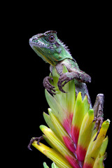 Wall Mural - gonocephalus kuhlii lizard closeup head on isolated background, closeup head of gonocephalus kuhlii 