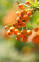  Frutos pequeños naranja en rama de arbusto
