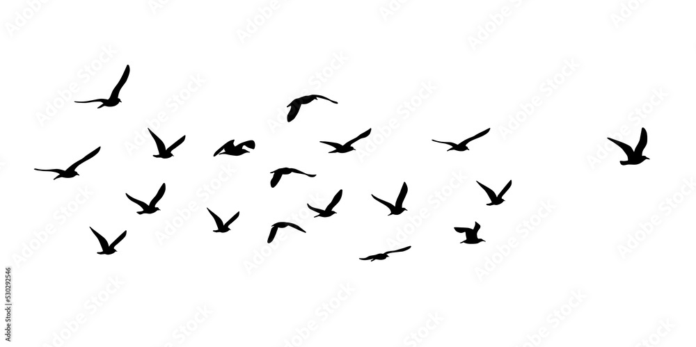 silhouette of great black-backed gull (Larus marinus) on flight, isolated in PNG, with transparent background
