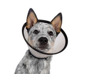 Poster - Head shot of cute Cattle dog pup, wearing medical cone around neck. Looking beside camera. Tongue out panting. Isolated on a white background.