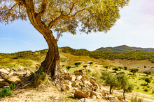 Old Olive Tree On Hill In Andalucia Spain