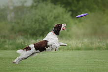 Dog Frisbee. Dog Catching Flying Disk In Jump, Pet Playing Outdoors In A Park. Sporting Event, Achievement In Sport