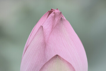 Wall Mural - a Lotus flower and Lotus flower plants