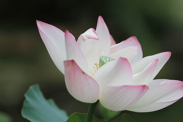 Wall Mural - a Lotus flower and Lotus flower plants