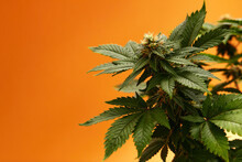 Marijuana Plants Long Banner. Beautiful Tropical Cannabis Background. New Look On Agricultural Strain Of Hemp. Vibrant Exotic Cannabis With Leaves And Buds On Orange Colors