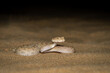 Arabian horned viper snake in the sand