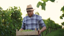 Confident Farmer Man Carrying A Box Of Gathered Grapes And Walking Through The Vineyard, Front View Video And Copy Space.