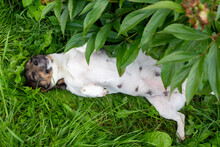 Dog Jack Russell Resting On A Grassy Meadow In The Park Outdoors