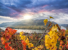 Colorful Vineyards In Wachau Valley Against Spitz Village With Danube River In Austria, UNESCO