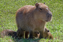 Female Capybara - Hydrochoerus Hydrochaeris - Nursing Her Pups. Location: El Palmar National Park, Argentina