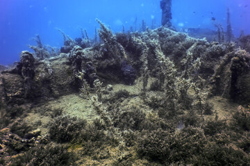 Wall Mural - Wildlife at the ship wreck, Underwater world