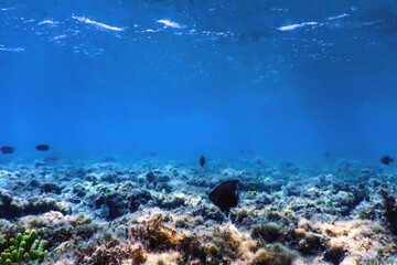 Wall Mural - Underwater landscape reef with algae, Blue underwater