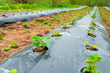Rows Of Strawbery On Ground Covered By Plastic Mulch Film In Agriculture Organic Farming. Cultivation Of Berries And Vegetables Using Mulching Method