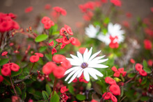 Blurred Red Flower Background Of Crown Of Thorns Christ Plant And Daisy With Bee