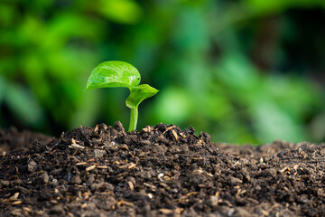 Canvas Print - the life of plant seedlings growing in fertile land.