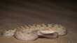close up of a viper snake or desert snake